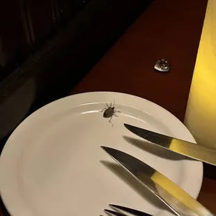 The bug on the plate meal I did not order.