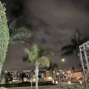 palm trees in the foreground