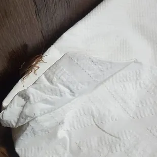 Another roach on the table
