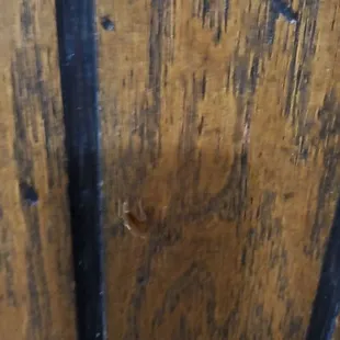 Roaches on the wall behind my seat