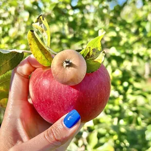 a hand holding an apple