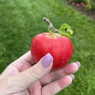 Delicious apples!