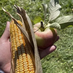 an apple and corn