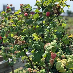 raspberries growing in a field