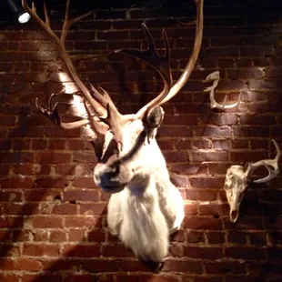Stag PDX.  Rad.