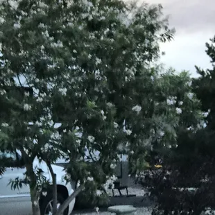 Trees are great. Gives you some shade.