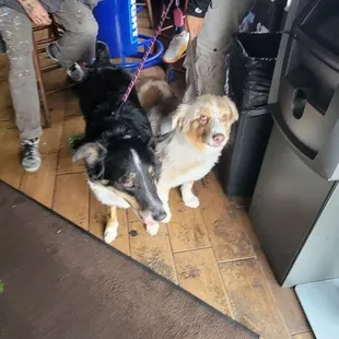 a group of dogs on a leash