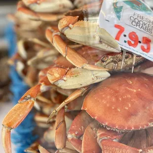 Whole Or Half Dungeness Cracked Crab