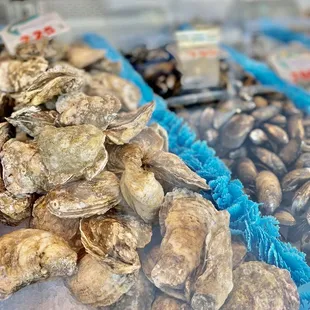 a display of fresh oysters