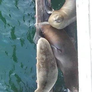 Sea Lions