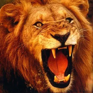 a close up of a lion with its mouth open