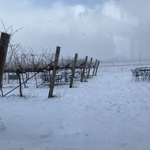 a snow covered vineyard