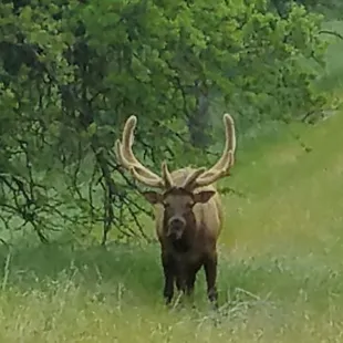You will see lots of wildlife at the resort, including the majestic elk.