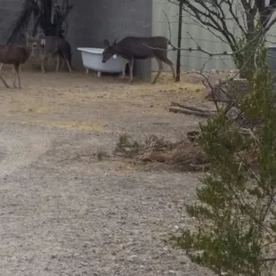 Never expected to see the deer very nice.