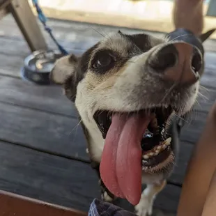 Bring your pup cause they are dog friendly