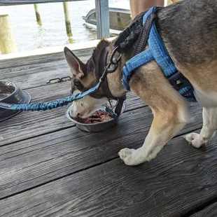 Happy pup enjoying his food
