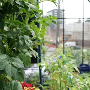 Our rooftop greenhouse where we grow lots of ingredients for our seasonal dishes