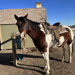 My happy and well fed paint mare