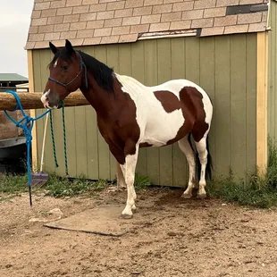 Another pic of my well cared for paint mare