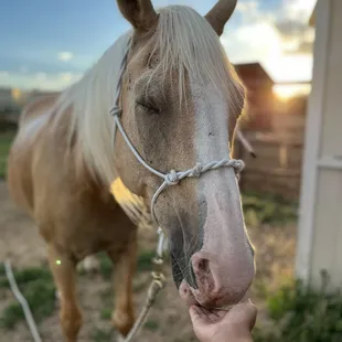 My happy palomino on a warm day