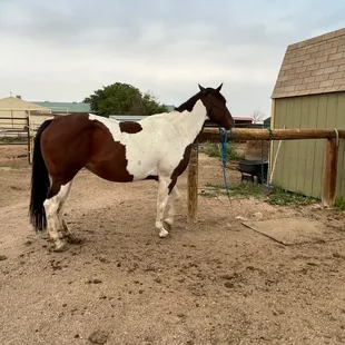 She has plenty of food