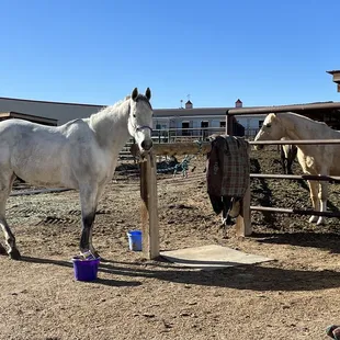 My 17.1 hand 1300lb horse who is well fed, and given all the hay he needs to be healthy and happy
