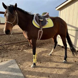 My happy and well fed bay mare