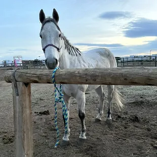 The hitching post where I tie my horses- very sturdy and high