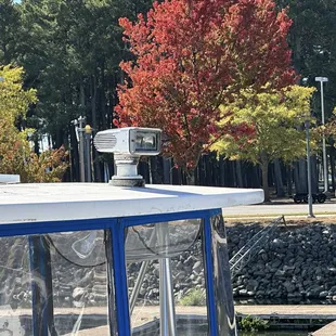 Colorful trees for fall