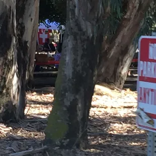 Old growth eucalyptus grove. Nice and cool leave it in the summer.