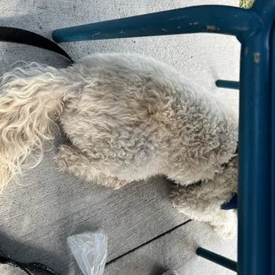 Dog friendly on the patio
