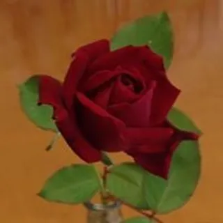 Carole M.