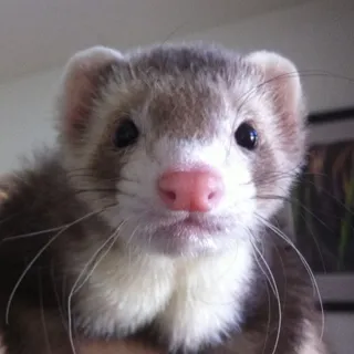 Beau C.