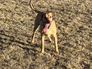 Bark Park
