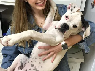 Windsor Park Animal Hospital