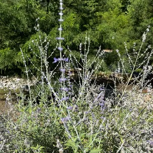 Lavender bysh in the parking lot- heavenly smell