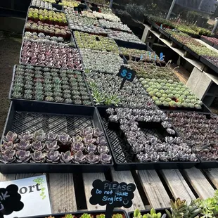 Small ones start at 3 bucks