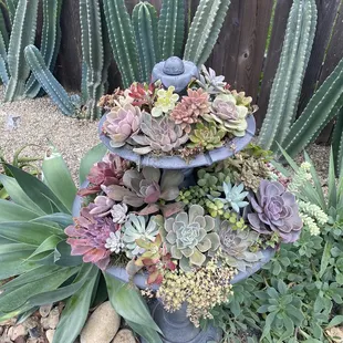 A beautiful succulent display