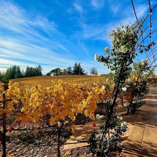 Starfield Rose Arbor