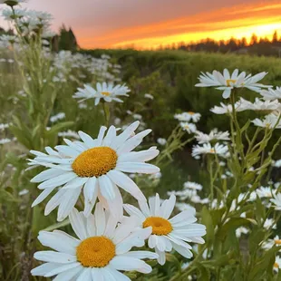 Sunset Vineyard Views.