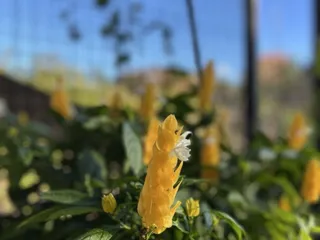 Memphis Botanic Garden