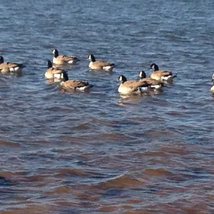 Lots of ducks..