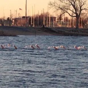 The white pelicans were so beautiful...