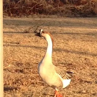 A very beautiful white goose wanted his close up..