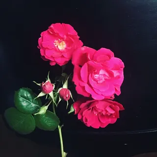 Veronica G.