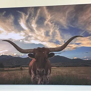Wall Art. Yes! Texas Longhorns are "ART!"
