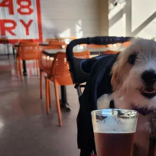 Dog friendly Happy Hour