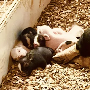 Petting Zoo