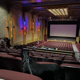 Bring your dog to the movies event