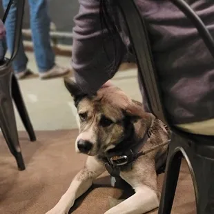 Boogey - he was a GOOD boy!